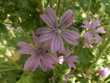 Preview: wilde malve